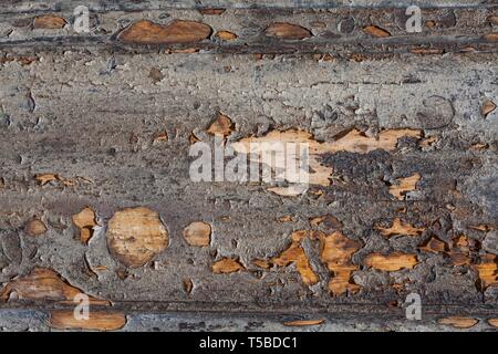 Superficie di legno, macro foto ad alta qualità di texture. Foto Stock