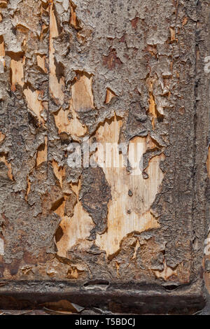 Superficie di legno, macro foto ad alta qualità di texture. Foto Stock
