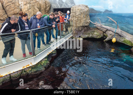 Enhydra lutris comunemente noto come Sea Otter in Oceanario de Lisboa a Lisbona, Portogallo Foto Stock