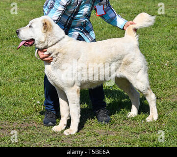 In Asia centrale il cane pastore outdoor Foto Stock