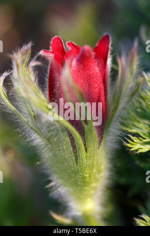 Pulsatilla pratensis. La Borgogna germoglio di fiore di close-up. Pasqueflower orientale Foto Stock