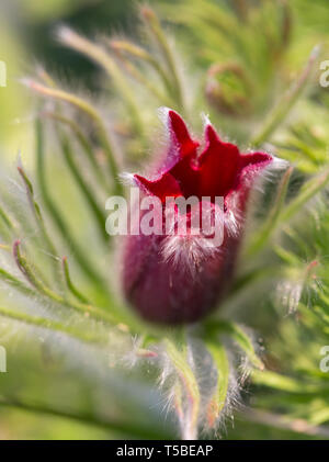 Pulsatilla pratensis. La Borgogna germoglio di fiore di close-up. Pasqueflower orientale Foto Stock