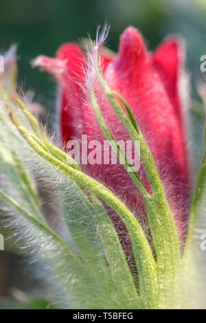 Pulsatilla pratensis. La Borgogna germoglio di fiore di close-up. Pasqueflower orientale Foto Stock