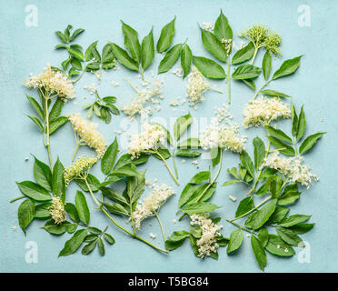 Elderflowers rami con foglie su fondo azzurro, vista dall'alto. Fiori di sambuco. Lay piatto Foto Stock