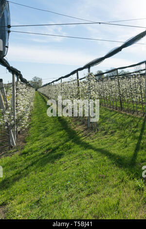 Vista verticale di righe di fioritura a bassa stelo alberi da frutto in un frutteto con luminosi fiori bianchi Foto Stock