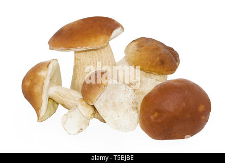 Boletus Edulis Mushroom isolato su bianco + percorso di clipping Foto Stock