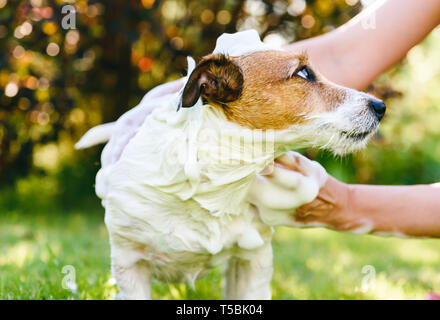 Donna cane di lavaggio con shampoo per esterno a caldo giorno d'estate Foto Stock