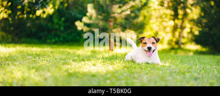 Happy Jack Russell Terrier cane sdraiato sul prato verde a back yard prato Foto Stock