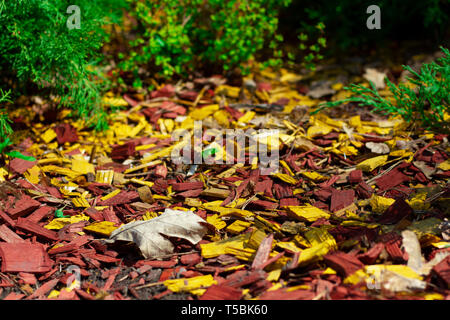 Variopinti fiori luminosi mulching utilizzando il rosso e il giallo di trucioli di pino. La combinazione di giallo e rosso nella progettazione di aiuole con gree Foto Stock