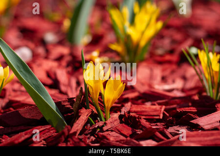 Di colore giallo brillante fiori su un telone rosso aiuola di close-up. La pacciamatura Bellissime aiuole di fiori. Chip di pino strame su un letto di fiori di close-up. Foto Stock