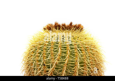 Copyright R. Watkins Foto Stock