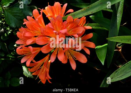 Primo piano di colore arancione fiore di un giglio Kaffir. Foto Stock