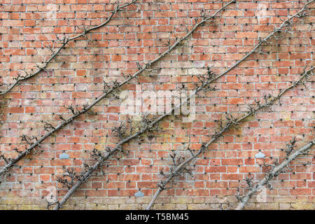 Espaliered alberi da frutto contro un muro di mattoni Foto Stock