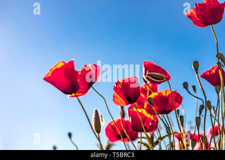 Papaveri rossi boccioli e fiori vicino fino alla luce del sole contro il cielo blu Foto Stock