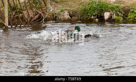 Anatre combattendo in un fiume in Norfolk England Regno Unito Foto Stock