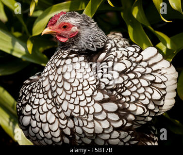 Un intervallo libero Bantam in Inghilterra, Regno Unito Foto Stock