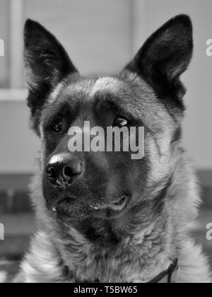 Ritratto monocromo del cane pastore belga malinois, Canis lupus familiaris Foto Stock