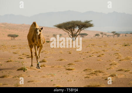 Un lone cammello nel deserto di Oman vicino A'Sharqiyah Sands Foto Stock