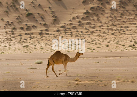 Un lone cammello nel deserto di Oman vicino A'Sharqiyah Sands Foto Stock