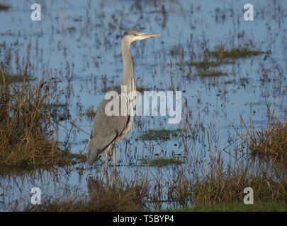 Airone cenerino, Ardea cinerea, caccia in Salt Marsh, Morecambe Bay, Lancashire, Regno Unito Foto Stock