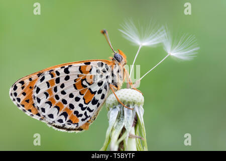 Meraviglioso ritratto di the spotted fritillary butterfly (Melitaea didyma) Foto Stock