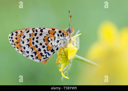 Meraviglioso ritratto di the spotted fritillary butterfly (Melitaea didyma) Foto Stock