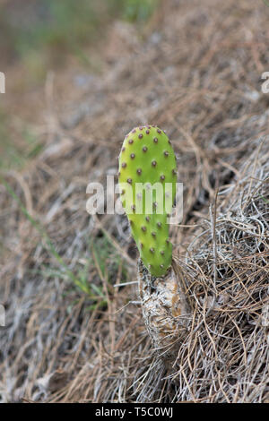 I giovani la germogliazione di fico d'india, Opuntia ficus-indica. Andalusia, Spagna Foto Stock