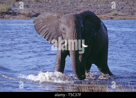 Il Botswana. Central Kalahari Game Reserve. Bush africano Elefante. (Loxodonta africana) Foto Stock