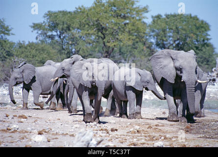 Il Botswana. Central Kalahari Game Reserve. Allevamento di bush Africano elefanti. (Loxodonta africana) Foto Stock