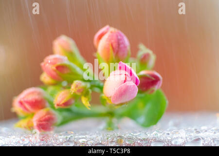 Piccole gemme rosa nella forma di un mazzo di fiori su un fondo rossastro. Immagine di luce in colori caldi. Foto Stock