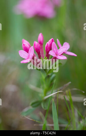 Echtes Tausendgüldenkraut, Centaurium erythraea, centaury comune Foto Stock