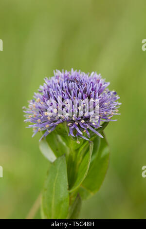 Echte Kugelblume, Globularia bisnagarica, comune fiore a sfera Foto Stock