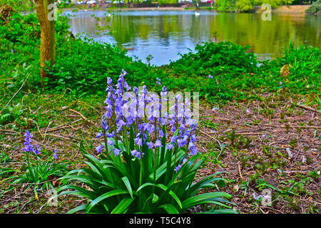 Un mazzetto di wild bluebells (Hyacinthoides non scripta) cresce in un ambiente naturale sul bordo di Roath Park Lake, Cardiff, Galles del Sud Foto Stock