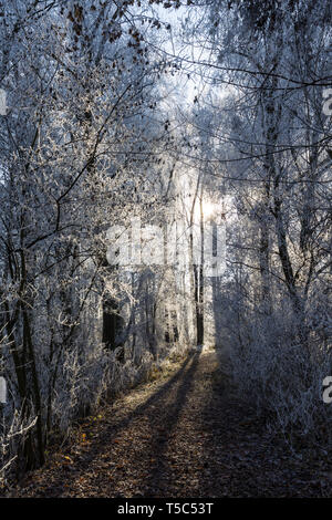 Im Waldweg inverno Foto Stock