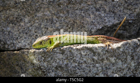 Zauneidechse, Lacerta agilis, biacco Foto Stock