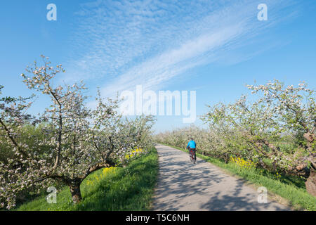 La gente correre in bici sulla diga tra fioritura meli sotto il cielo blu in Olanda nei pressi di geldermalsen Foto Stock