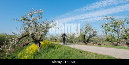 Geldermalsen, Paesi Bassi, 19-04-2019: uomo corse in bicicletta nei pressi di apple blossom e i semi di ravizzone sulla diga in betuwe area vicino geldermalsen nei Paesi Bassi Foto Stock