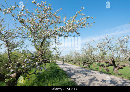 Geldermalsen, Paesi Bassi, 19-04-2019: uomo corse in bicicletta nei pressi di apple blossom e i semi di ravizzone sulla diga in betuwe area vicino geldermalsen nei Paesi Bassi Foto Stock