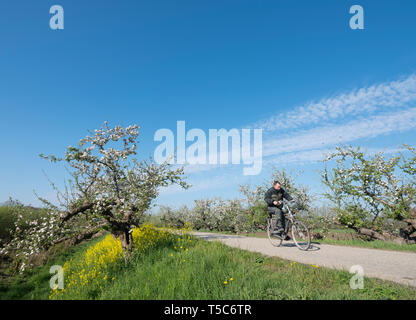 Geldermalsen, Paesi Bassi, 19-04-2019: uomo corse in bicicletta nei pressi di apple blossom e i semi di ravizzone sulla diga in betuwe area vicino geldermalsen nei Paesi Bassi Foto Stock