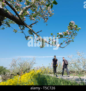 Giovani escursione sulla giornata di sole in primavera nei pressi di apple blossom e i semi di ravizzone fiori vicino geldermalsen nei Paesi Bassi Foto Stock