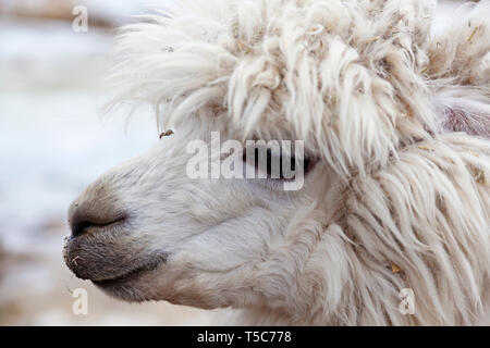 Bianco testa di alpaca con pelliccia Pellicce e capelli lunghi Foto Stock