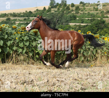 Cavallo bellissimo in esecuzione nella parte anteriore dei girasoli su qualche campo Foto Stock