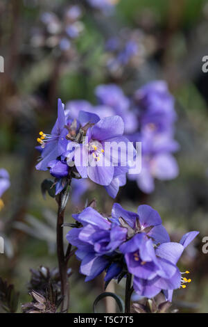 Primo piano della fioritura del Polemonium Bressingham Purple in un giardino all'inglese, Inghilterra, Regno Unito Foto Stock