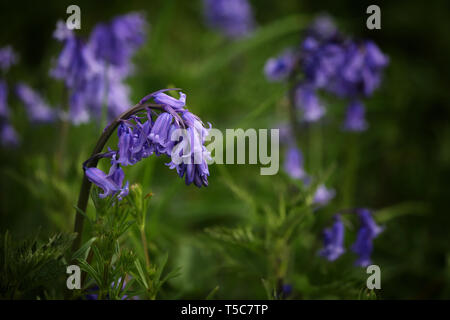 Bosco Bluebells comune (Hyacinthoides non scripta) nei boschi Batcombe Dorset Foto Stock