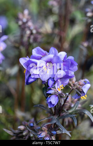 Primo piano della fioritura del Polemonium Bressingham Purple in un giardino all'inglese, Inghilterra, Regno Unito Foto Stock