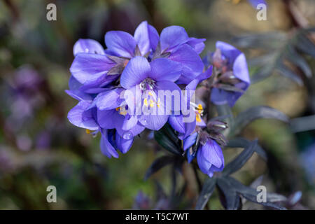 Primo piano della fioritura del Polemonium Bressingham Purple in un giardino all'inglese, Inghilterra, Regno Unito Foto Stock