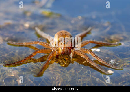 Campana subacquea spider - Argyroneta aquatica sulla superficie dell'acqua Foto Stock