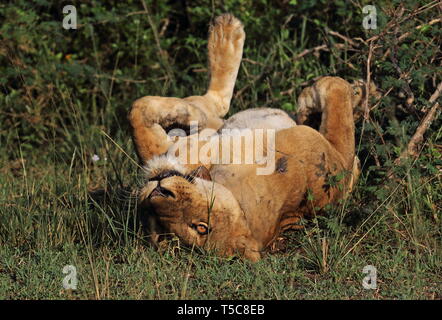 Lion (Panthera leo nubica) femmina adulta rotolamento in erba dopo l'accoppiamento, con collare di tracking Queen Elizabeth National Park, Uganda n. Foto Stock