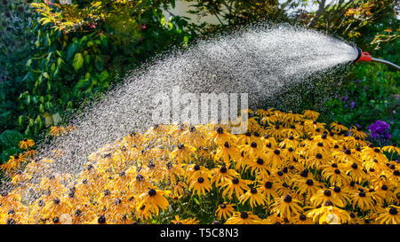 Annaffiatura di piante e fiori con un tubo flessibile di acqua e una lancia di spruzzatura, dash acqua su fioritura coneflower arancione in un giardino in una calda giornata estiva Foto Stock