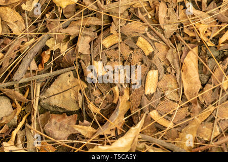 Gaboon viper mimetizzato in lettiera a foglia Foto Stock